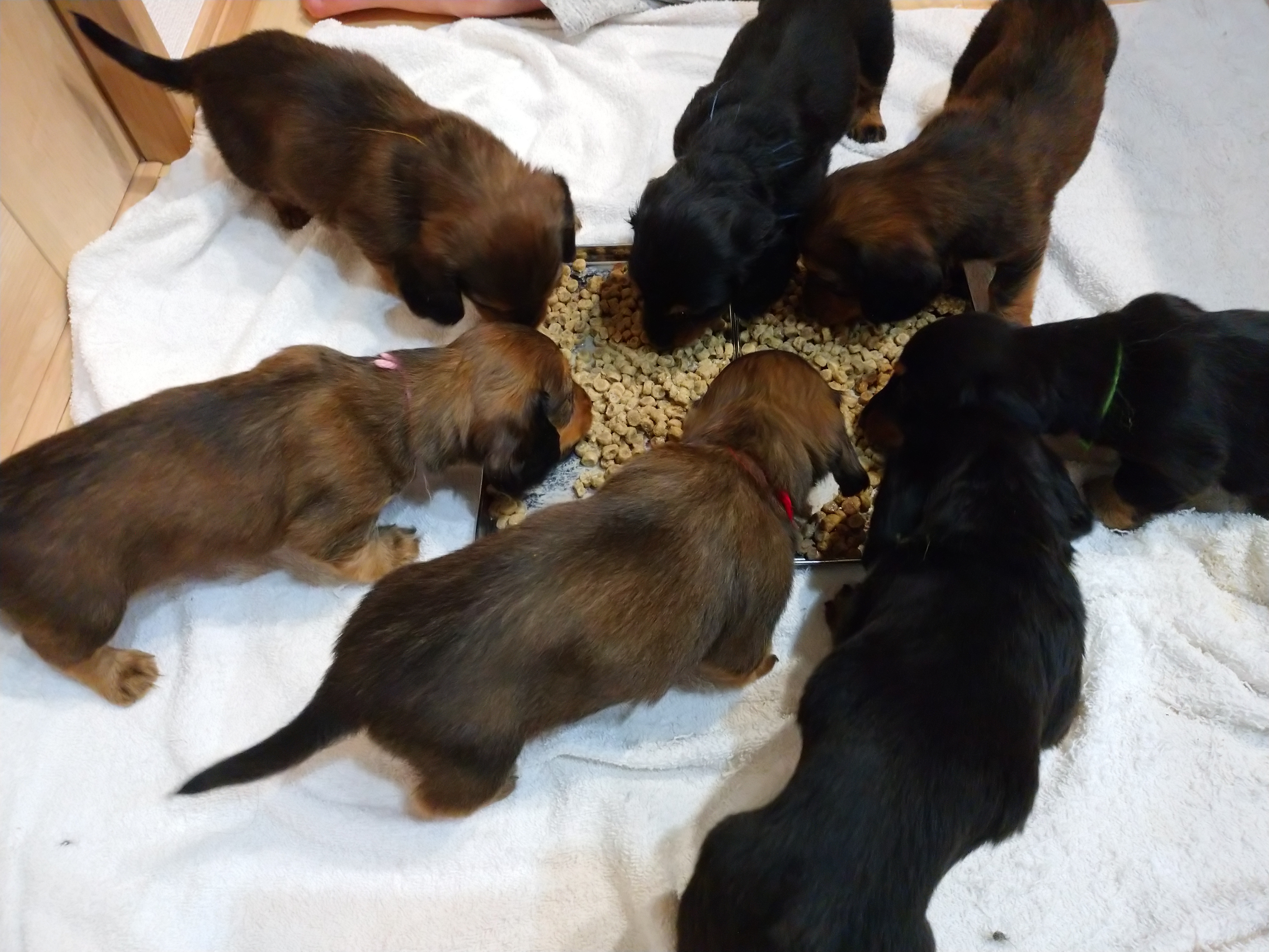 犬衣 News Grooming Hotel 犬衣 わんころ 亀岡本店 Part 4